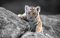 Baby Tiger Wallpaper 5