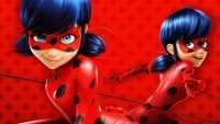 HD Ladybug Wallpaper