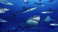 Shark Background 3