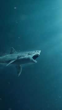 Shark Wallpaper Android 2