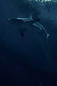 Shark Wallpaper iPhone 2