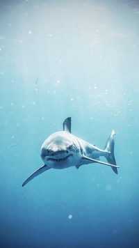 Shark Wallpaper iPhone