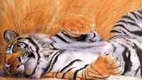 Tiger Background 6