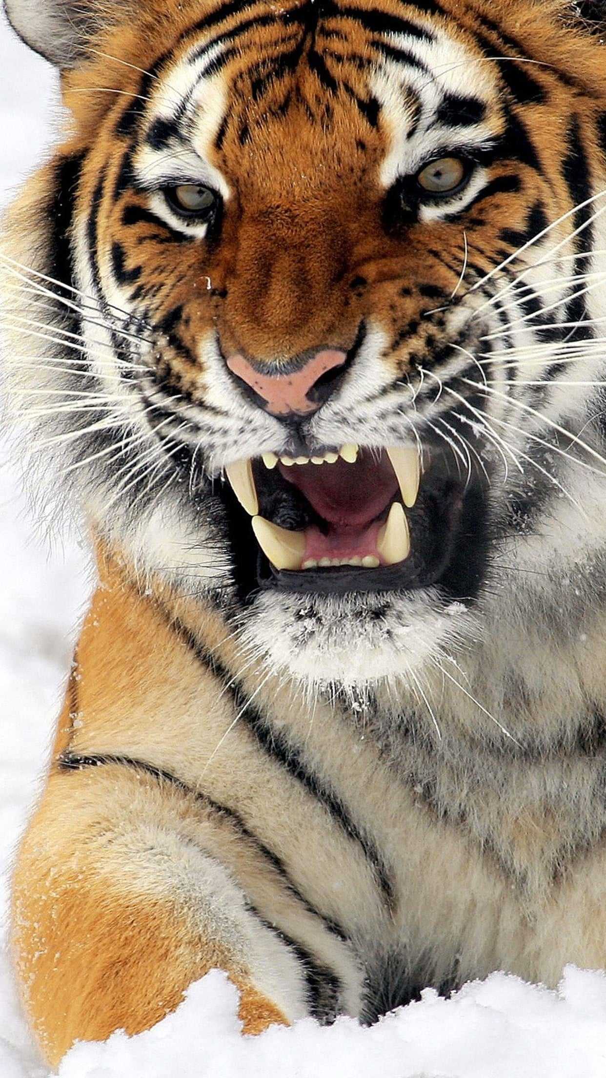 tiger phone wallpaper download