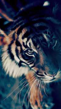 Tiger Wallpaper iPhone 2