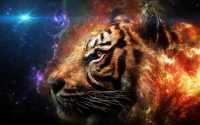 Tiger Wallpapers