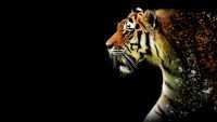 Tiger Wallpapers 2