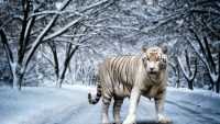 Tiger Winter Wallpaper