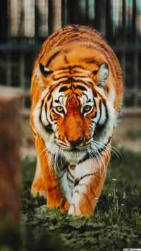 iPhone Tiger Wallpaper 4