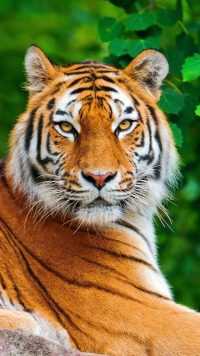 iPhone Tiger Wallpapers 9