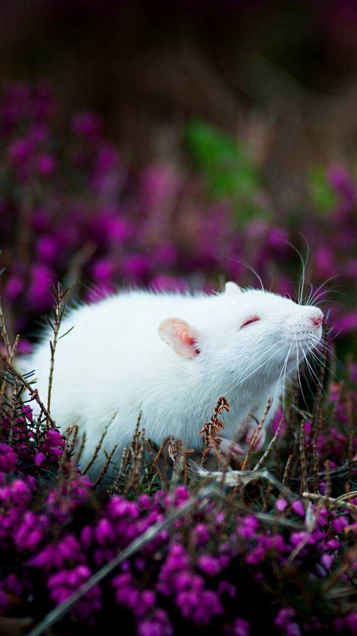 Aesthetic Rats Wallpaper - myorganizedrecipebox