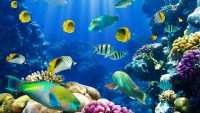 Fish Wallpaper 2