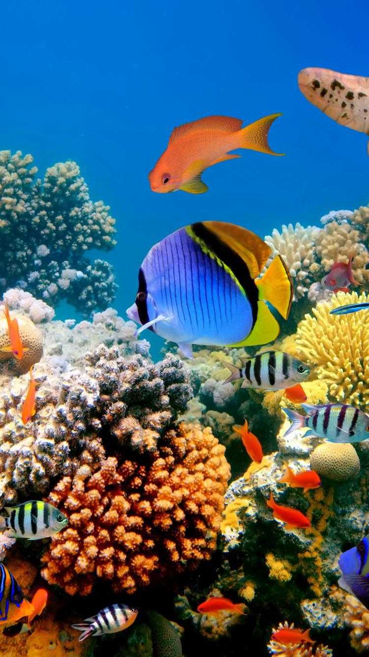 Fish Wallpapers - KoLPaPer - Awesome Free HD Wallpapers