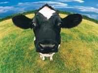 Cow Background 5