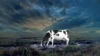 Cow HD Wallpaper 3