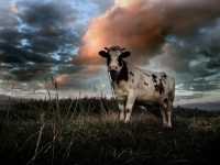 Cow Wallpapers 4