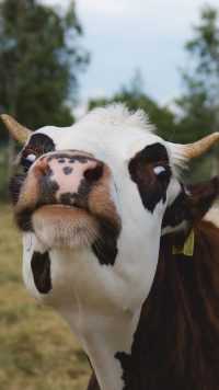 Cow Wallpapers 2