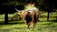 Highland Cow Wallpapers 7