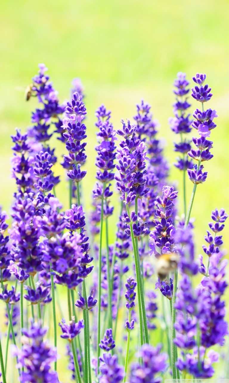 Iphone Lavender Wallpaper Kolpaper Awesome Free Hd Wallpapers