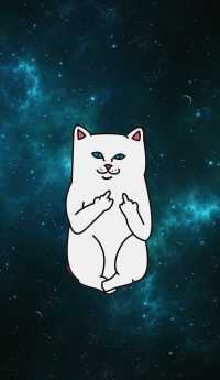 Cat Middle Finger Wallpaper 10