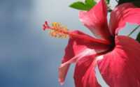 HD Hibiscus Wallpapers 5