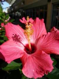 Hibiscus Background 3