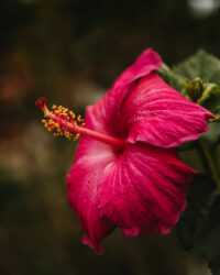 Hibiscus Background 1