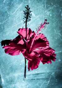 Hibiscus Background 10