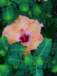 Hibiscus Backgrounds 4