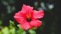 Hibiscus Wallpaper 6