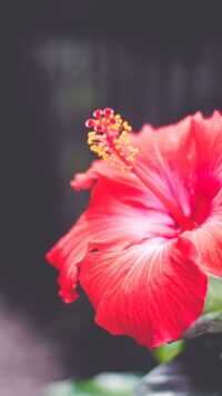 Hibiscus Wallpaper 3