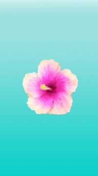 Hibiscus Wallpaper iPhone 1