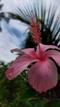 Hibiscus Wallpaper iPhone 9