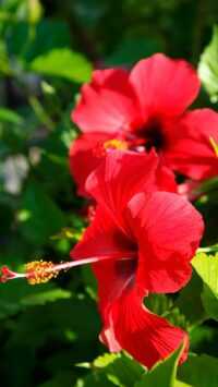 Hibiscus Wallpapers 3