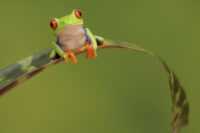 Frog Background 5