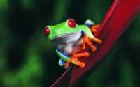 Frog Desktop Wallpapers 9