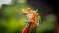 Frog HD Wallpaper 8