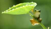 Frog HD Wallpaper 10