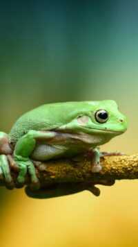 Frog Wallpaper 6