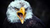 Bald Eagle HD Wallpaper 2