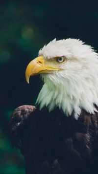 Bald Eagle Wallpaper 2