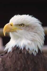 Bald Eagle Wallpaper 10