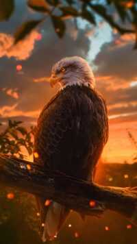 Bald Eagle Wallpaper 10