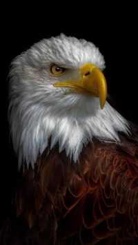 Bald Eagle Wallpaper 4