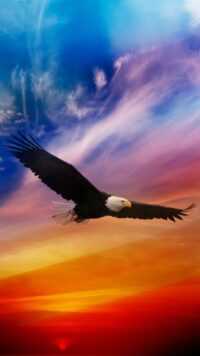 Bald Eagle Wallpaper 9