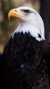 Bald Eagle Wallpaper 5