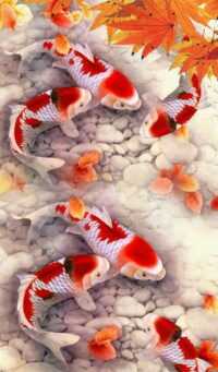 Koi Fish Wallpaper 7