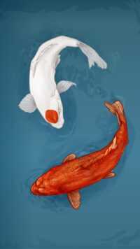 Koi Fish Wallpapers 1