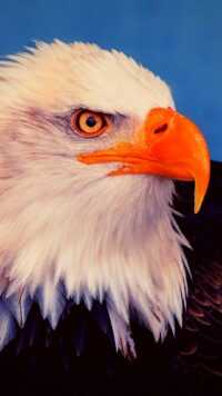 iPhone Bald Eagle Wallpaper 2