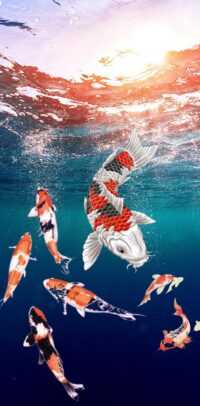 iPhone Koi Fish Wallpaper 10